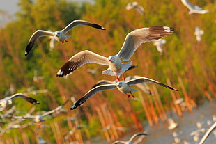 brown-and-white birds flying above trees