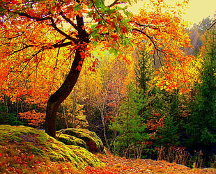 red and green trees HD wallpaper