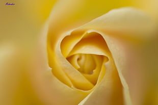 yellow Rose macro photography