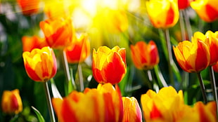 selective photography of tulip flowers