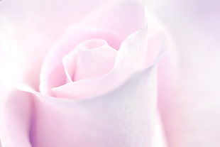 pink flower close-up shot HD wallpaper