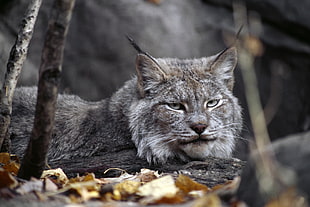 gray cat lying on withered leaves