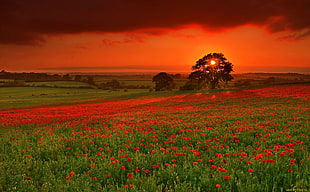 red flower garden and trees at dawn, sunset, landscape