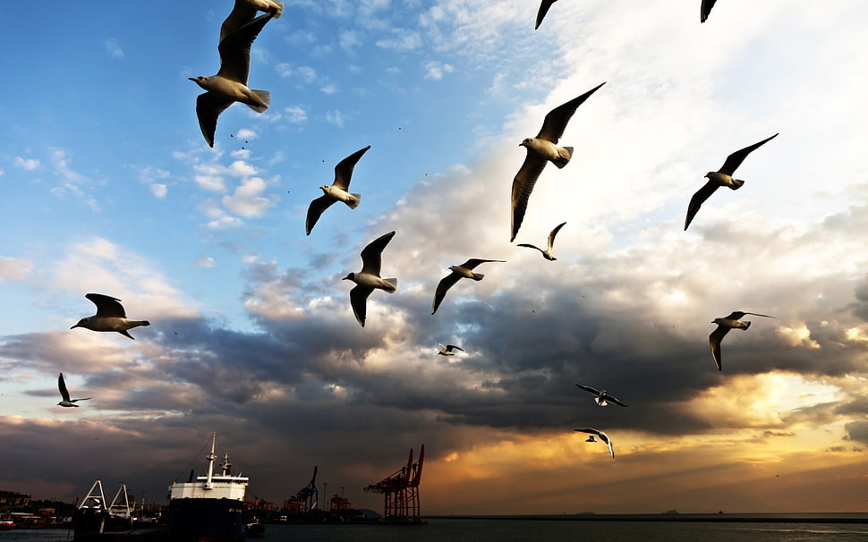 group of birds under cloudy sky during sunset HD wallpaper