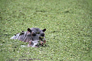 brown and black hippo in river