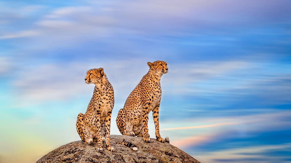 two cheetah on top of rock HD wallpaper