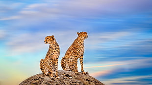 two cheetah on top of rock