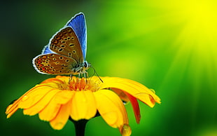 blue butterfly, nature, macro, flowers, butterfly HD wallpaper
