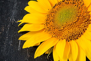 macro photography of Sungflower, sunflower HD wallpaper