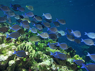 shoal of tang fish, sea, underwater, fish, coral HD wallpaper