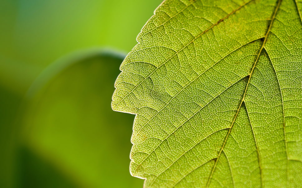 macro shot of green leaf HD wallpaper