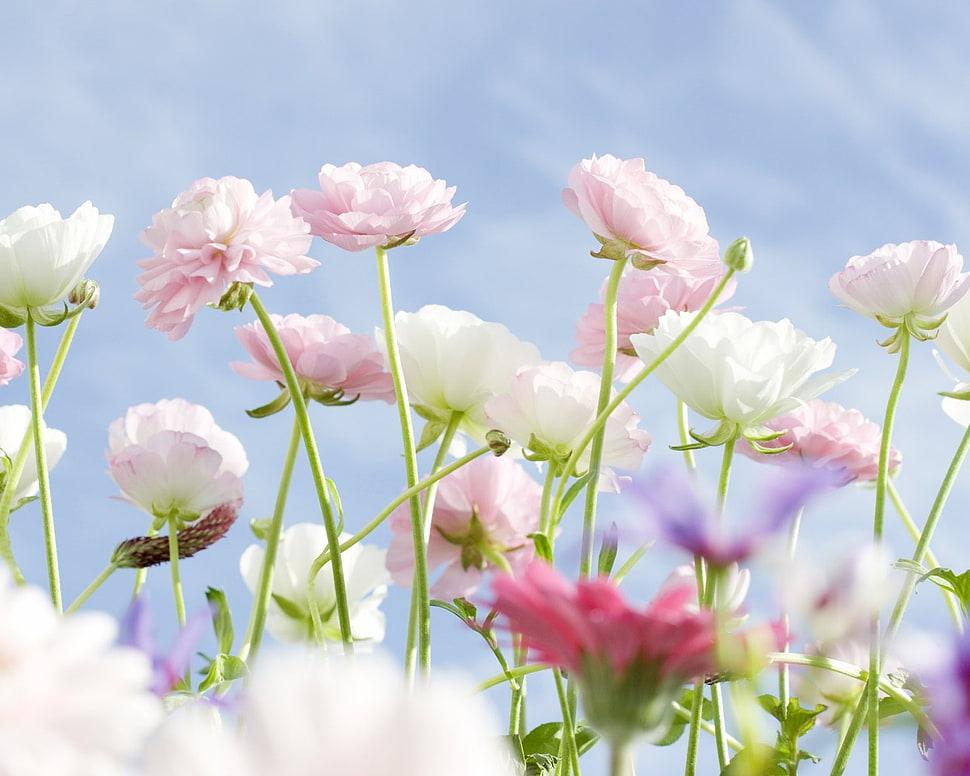 selective focus photo of white and pink petaled flowers HD wallpaper