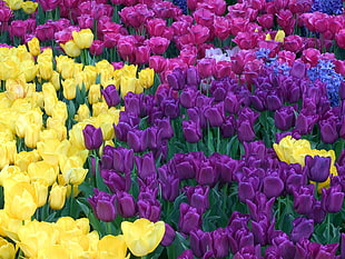 yellow and purple tulips flowers