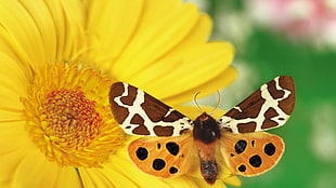selective focus of brown and white butterfly on yellow sunflower