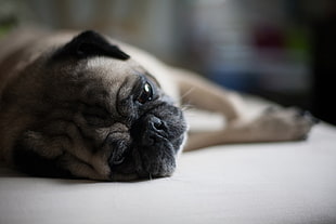fawn Pug lying on the brown textile