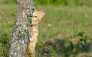 orange tabby cat hiding on a branch of tree