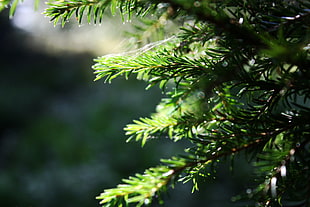 green leafed plants, Karelia, fir-tree, trees, nature