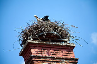 brown twig birds nest on chimney HD wallpaper
