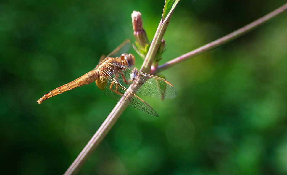 brown dragonfly on green twig HD wallpaper