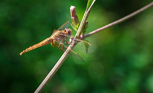 brown dragonfly on green twig
