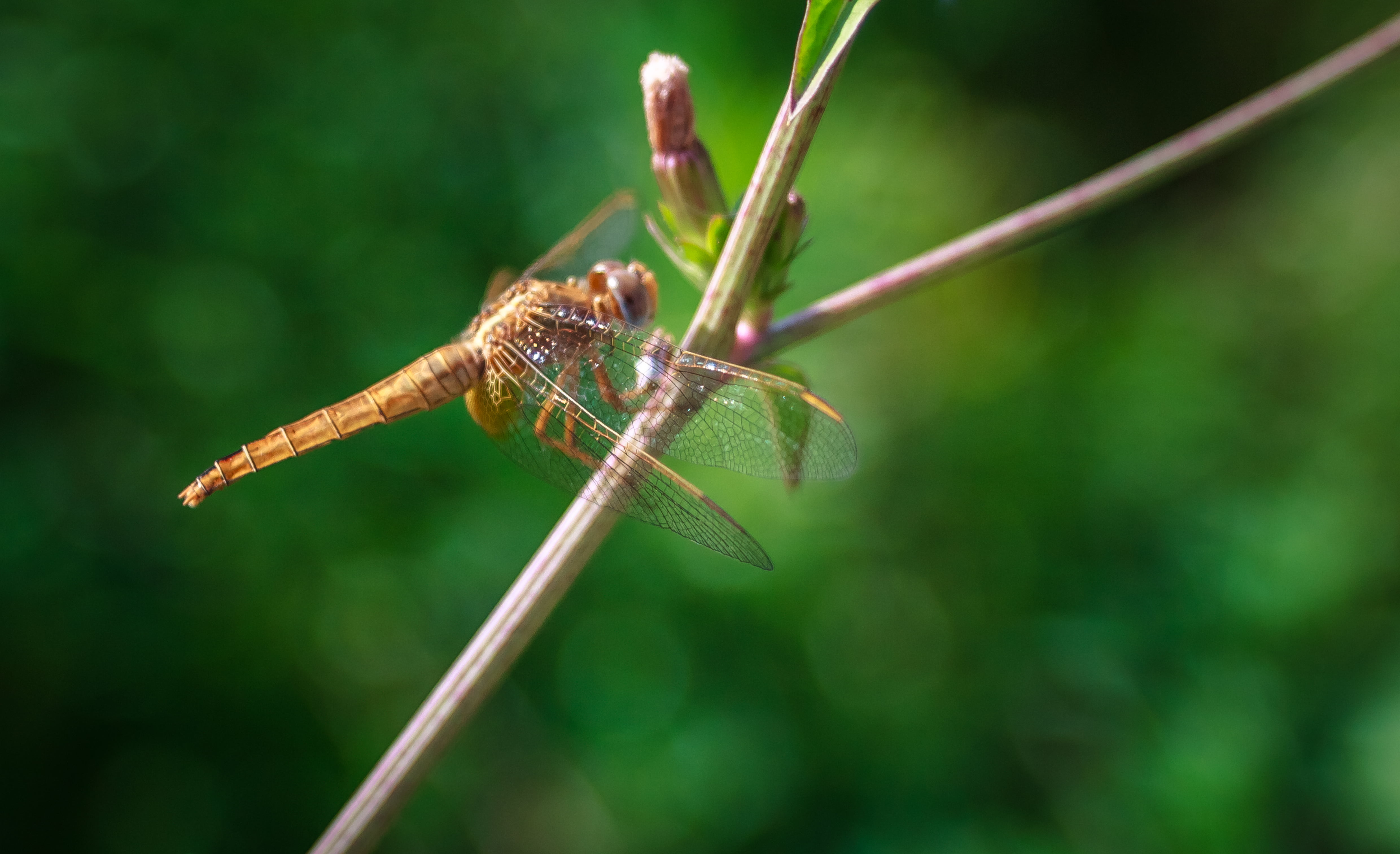 brown dragonfly on green twig