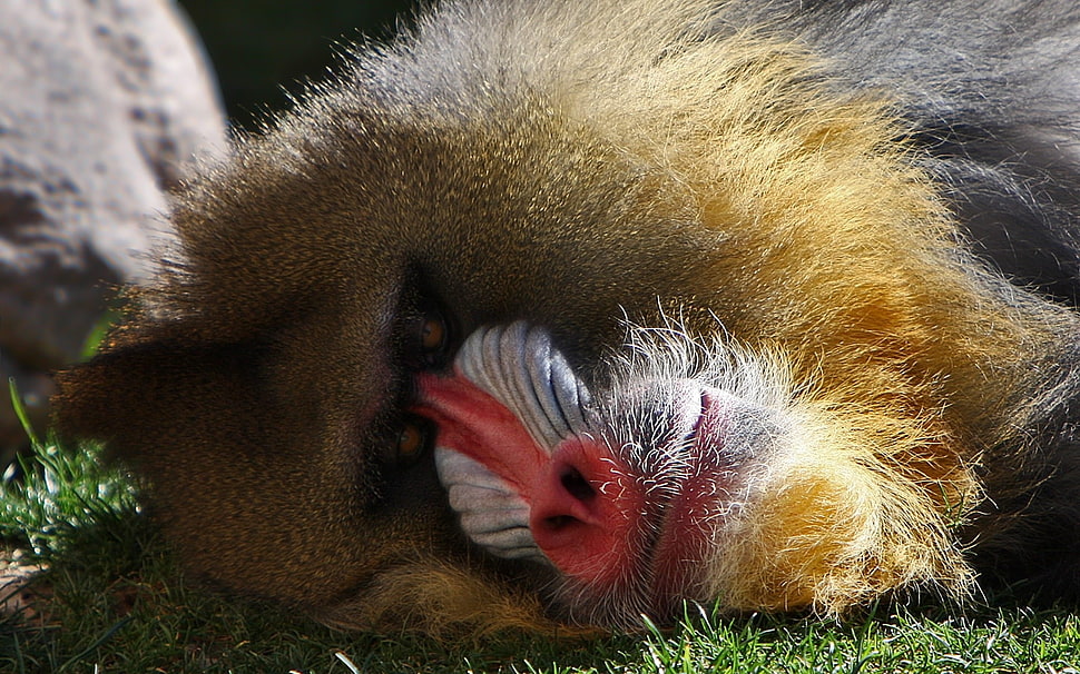 brown and white Baboon monkey lying on grass HD wallpaper