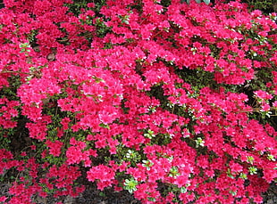 pink flower field during daytime HD wallpaper