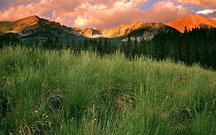 green grass field near mountain