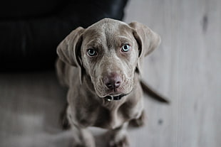 gray Weimaraner puppy in focus photography