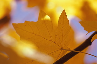 close up photo of brown maple leaf HD wallpaper