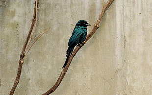 black bird, Jared Nickerson, birds, artwork, branch