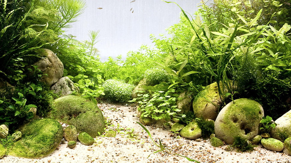 pile of green leaf plants near white sand HD wallpaper