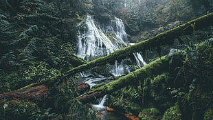 green trees, waterfall, nature, forest