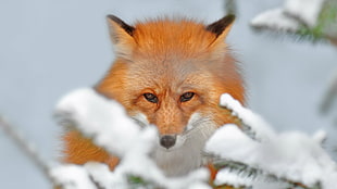 Red Fox on snow HD wallpaper