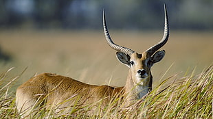 brown Gazelle covered with green grass during daytime