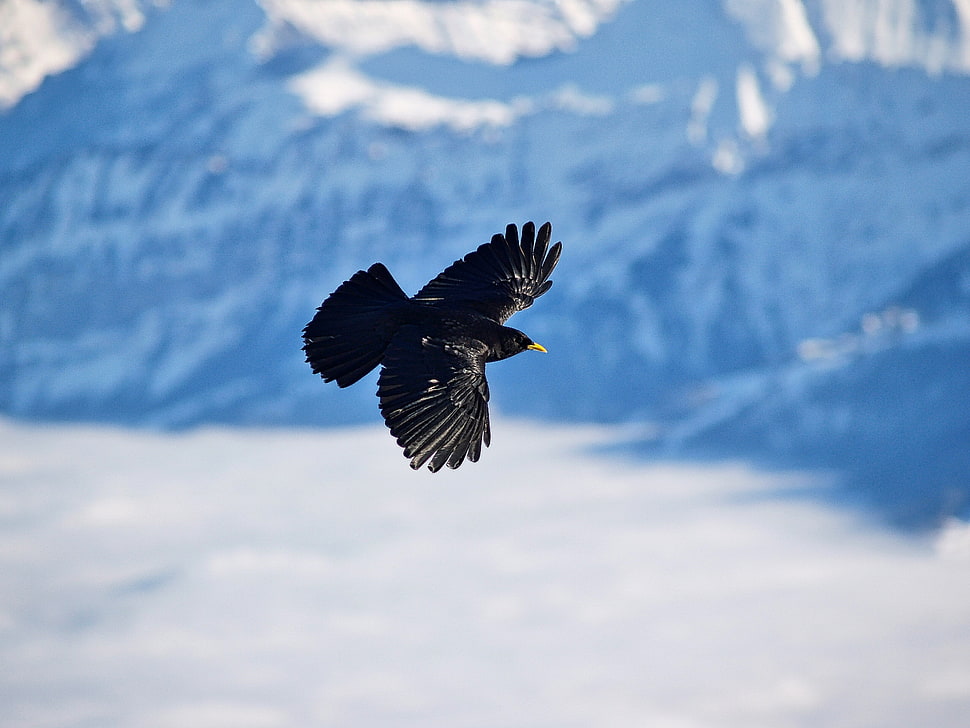 black feather bird, Alpine chough, Bird, Flight HD wallpaper