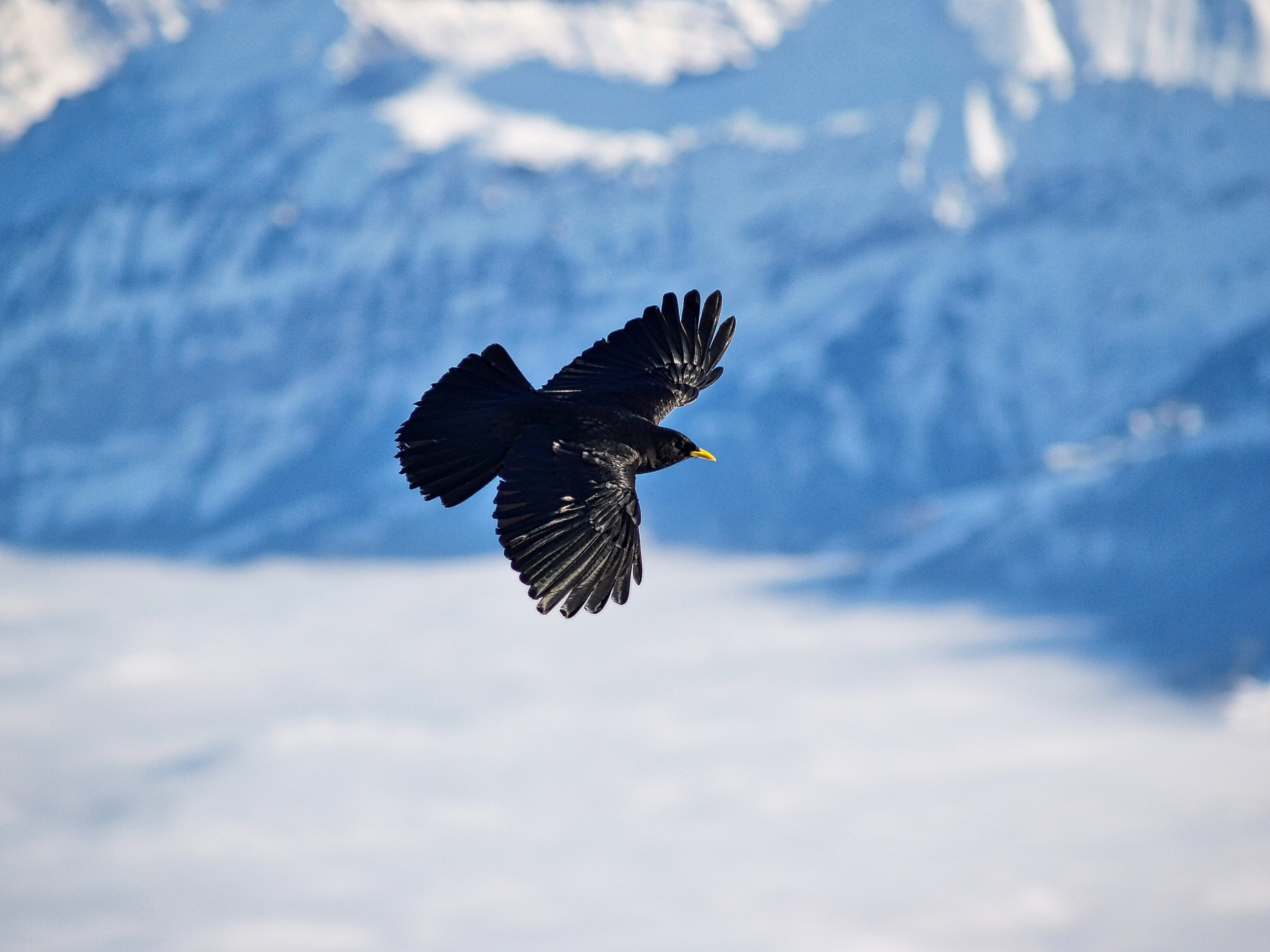 black feather bird, Alpine chough, Bird, Flight
