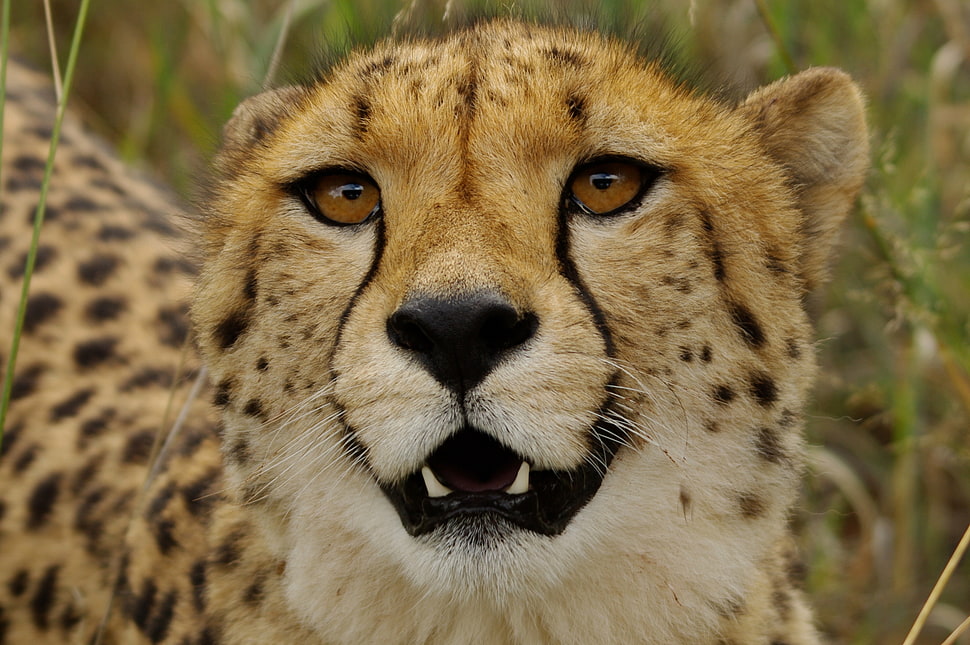 close up photo of leopard HD wallpaper