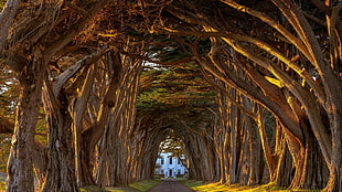 photo of path between trees forming arch