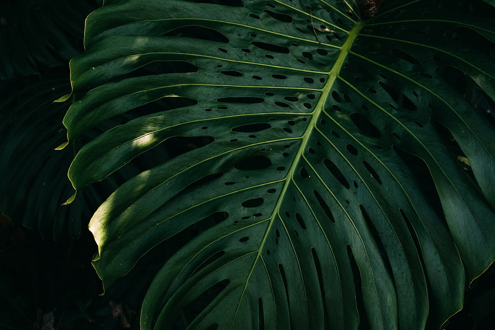 green taro leaf HD wallpaper