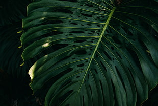 green taro leaf