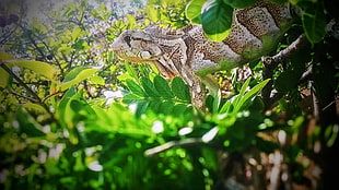 brown and white bearded dragon, nature, animals, reptiles, iguana