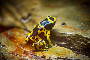 yellow and black frog