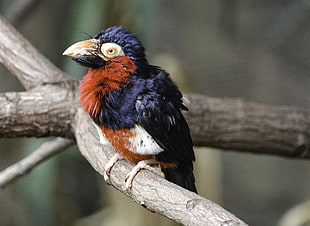 black and brown bird on gray branch, barbet