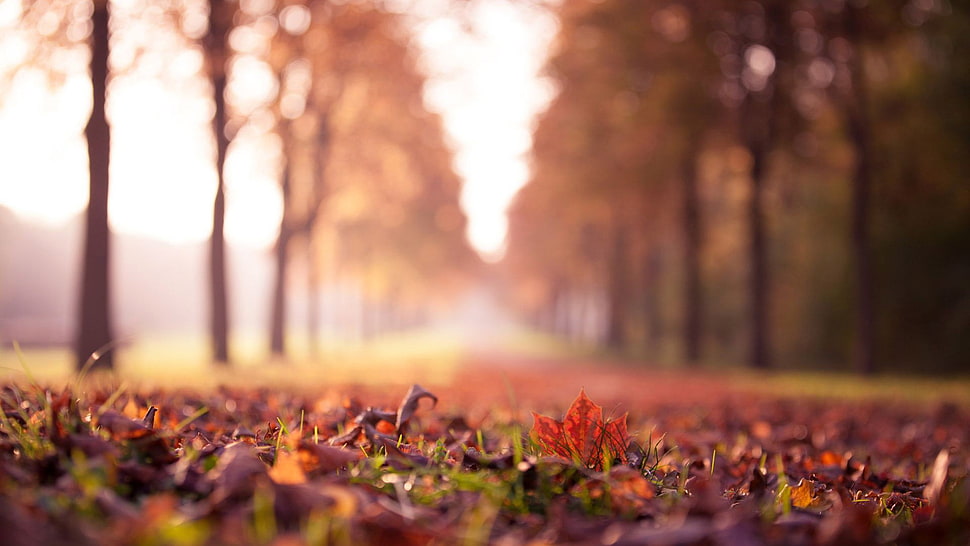 focus photography of wilted maple leaves on the ground between aligned trees HD wallpaper