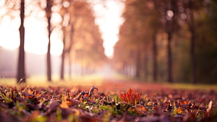 focus photography of wilted maple leaves on the ground between aligned trees