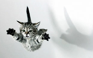 silver tabby kitten, cat, kittens, fall, jumping HD wallpaper