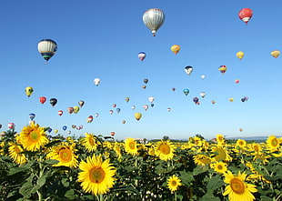 hot air balloons with sunflowers plant, lorraine
