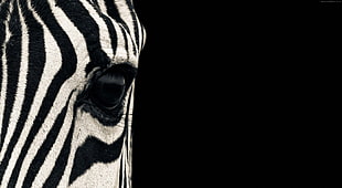 zebra's eye