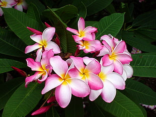 pink-and-white Plumeria flowers in bloom at daytime
